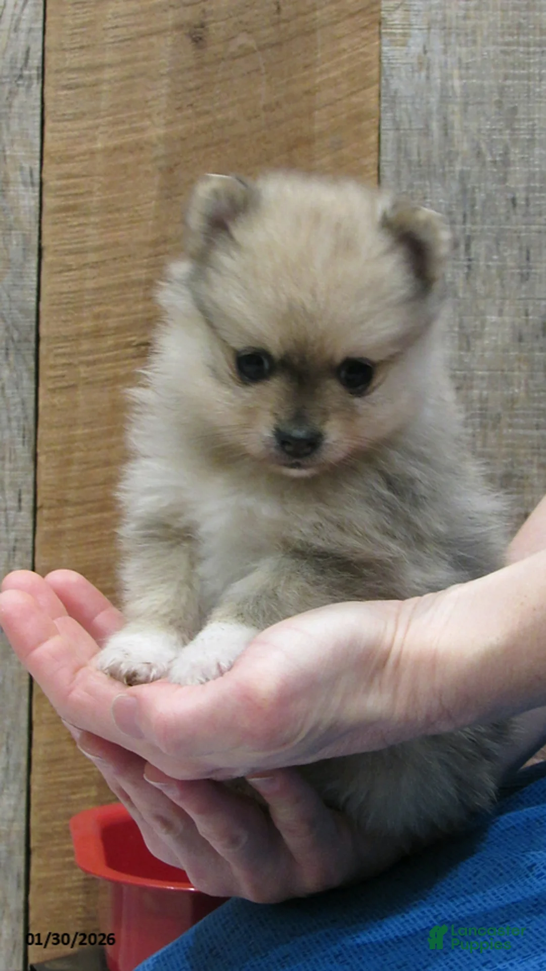 Pomeranian dogs for sale: Mickey - Ad 3