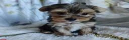 Yorkshire Terrier dogs for sale: Jolene - Ad 2