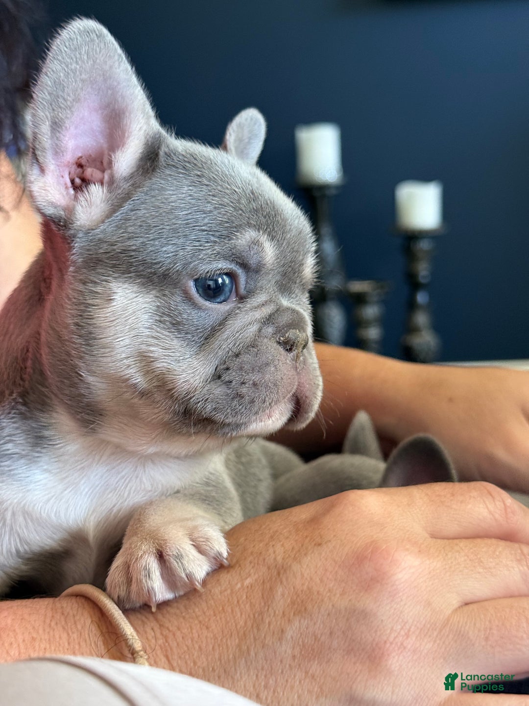 French Bulldog dogs for sale: Growleth  - Ad 8