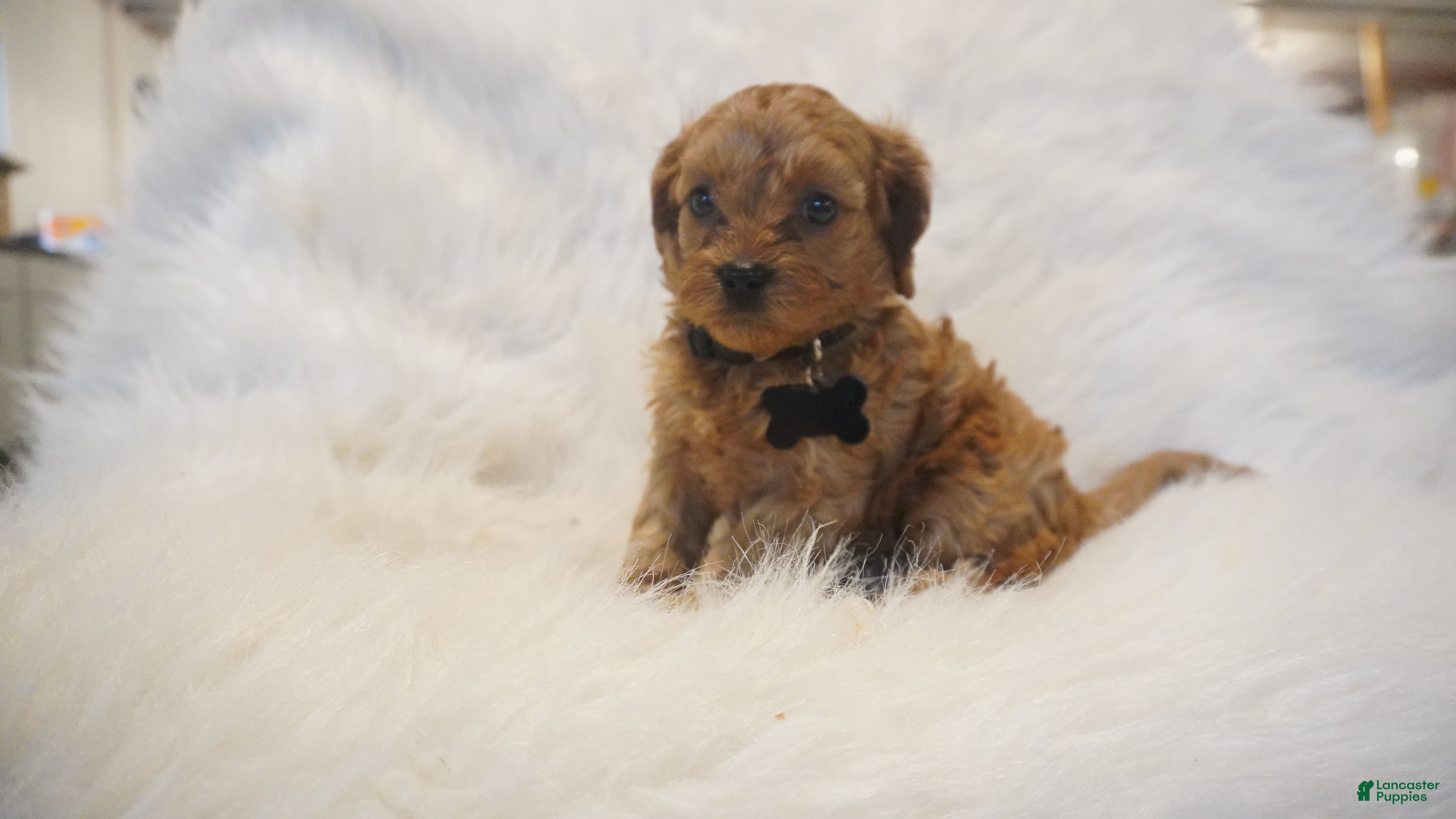 Cavapoo dogs Mars  - Ad 33
