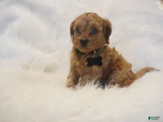 Cavapoo dogs Mars - Ad 38