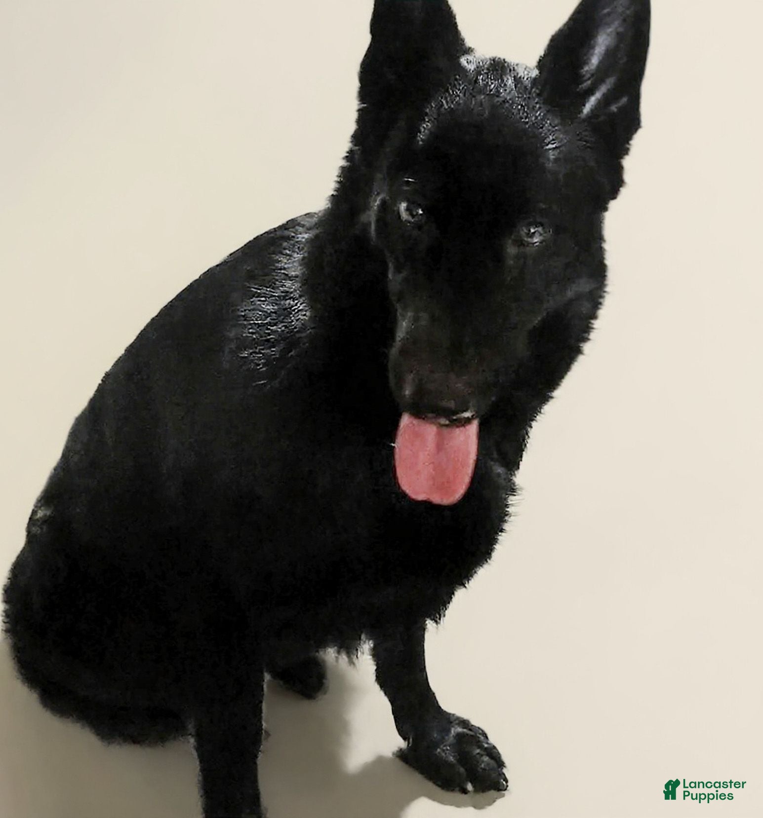 German Shepherd dogs AKC German Shepherd Puppy 5 - Ad 2