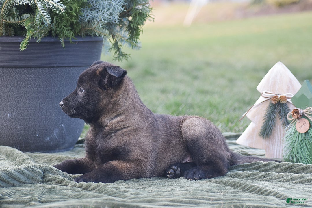 Belgian Malinois dogs for sale: Rosemary - Ad 4