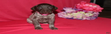 Gina