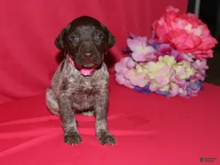 German Shorthaired Pointer dogs for sale: Gina - Ad 4