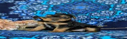 Shorkie dogs for sale: Melina 7 lbs Full Grown - Ad 3