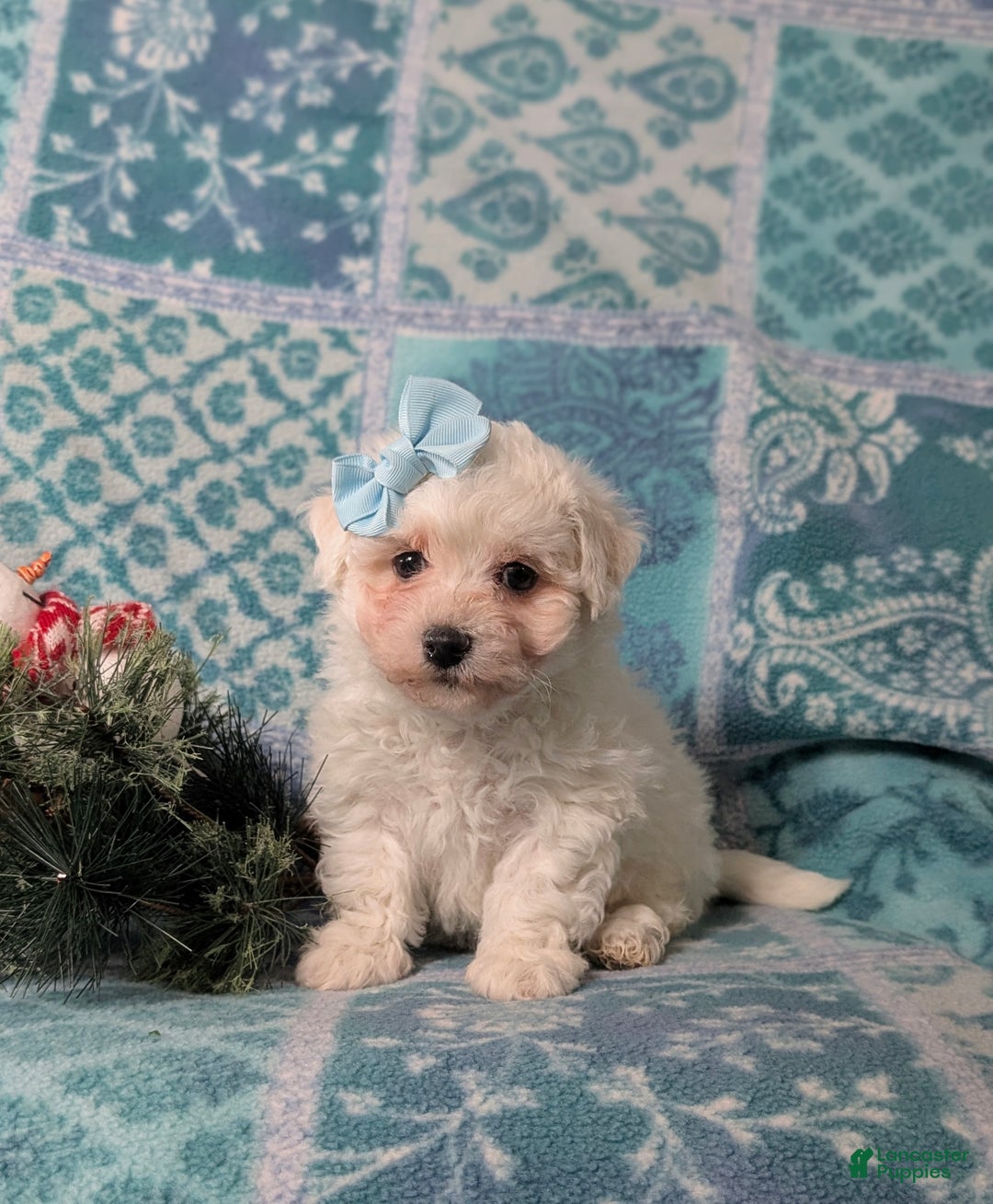 Bichon Frise dogs for sale: Carlotta - Ad 2
