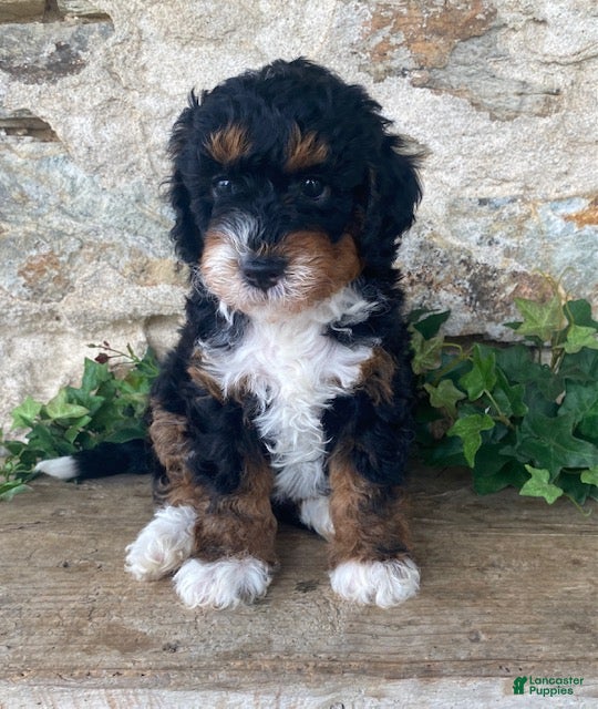 Mini Bernedoodle dogs Jester - Ad 1