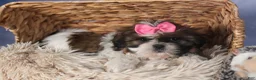 Shih Tzu dogs for sale: JENA - Ad 9