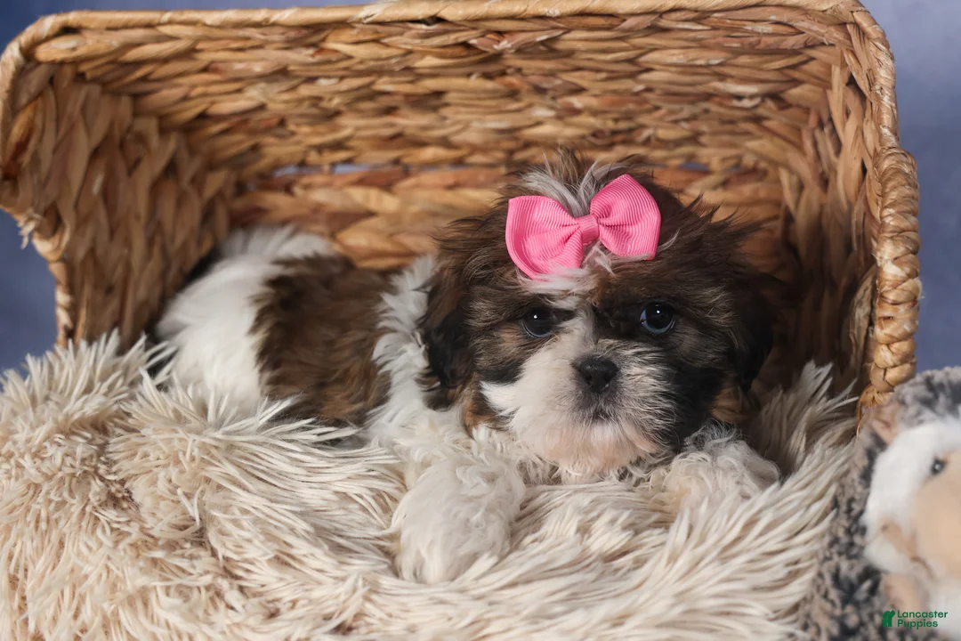 Shih Tzu dogs for sale: JENA - Ad 9
