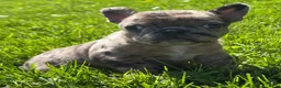 Frenchton dogs for sale: Coconut  - Ad 10