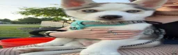 Siberian Husky dogs for sale: Siberian Husky Puppy 1 - Ad 5