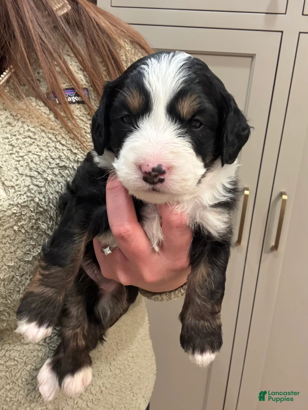 Mini Bernedoodle dogs for sale: Maggie - Ad 1