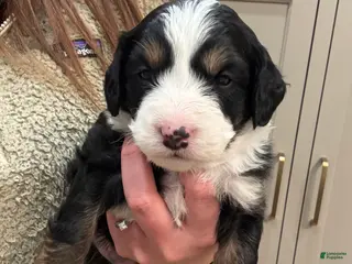 Mini Bernedoodle dogs Maggie - Ad 8