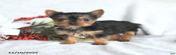 Yorkshire Terrier dogs for sale:  Teacup Hazel - Ad 3