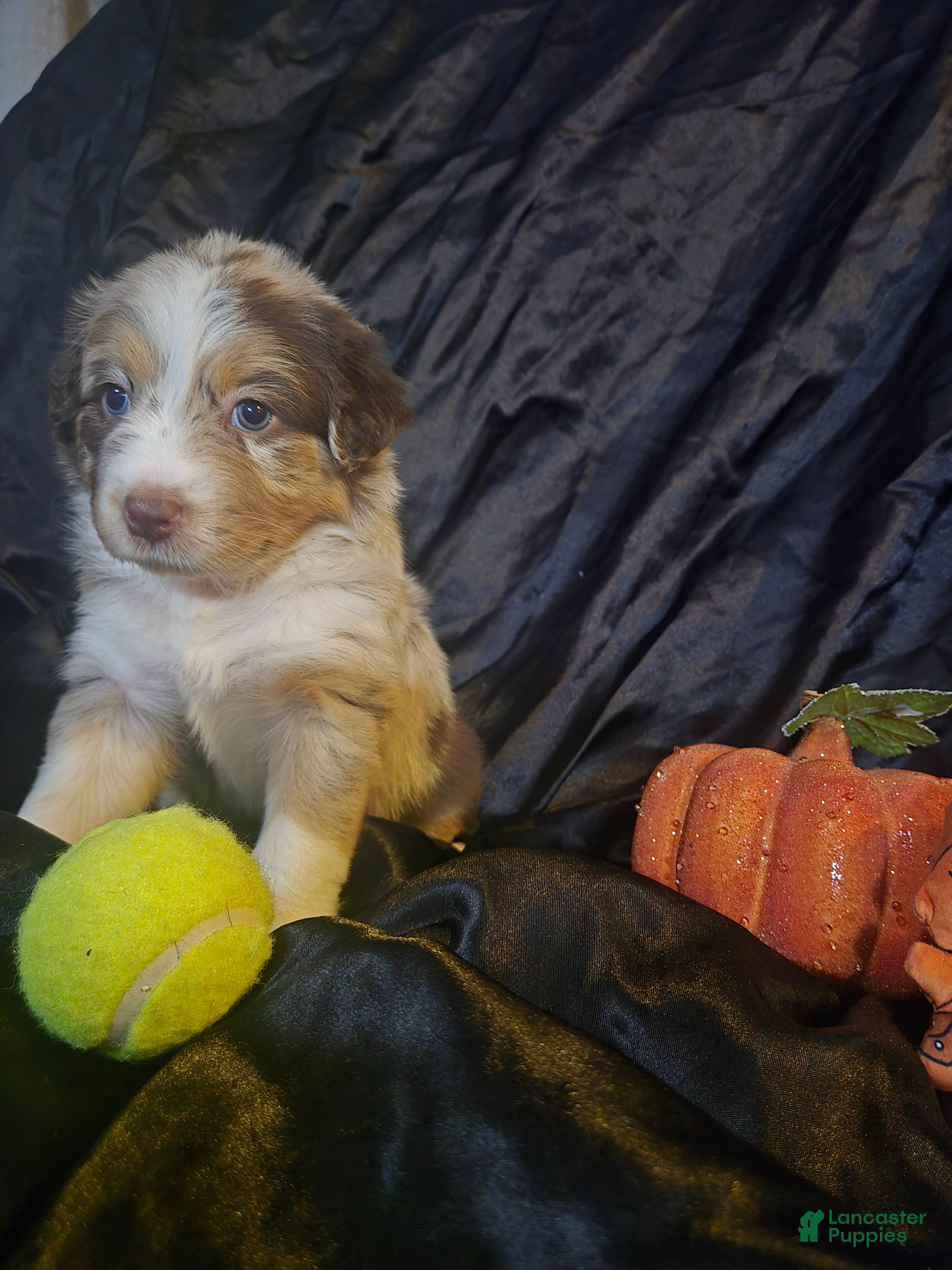 Australian Shepherd dogs "Peach" Red girly (blue & brown eyes) - Ad 20
