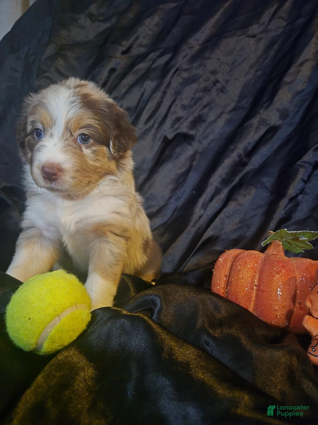 Australian Shepherd dogs for sale: "Peach" Red girly (blue & brown eyes) - Ad 1