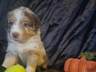 Australian Shepherd dogs "Peach" Red girly (blue & brown eyes) - Ad 8