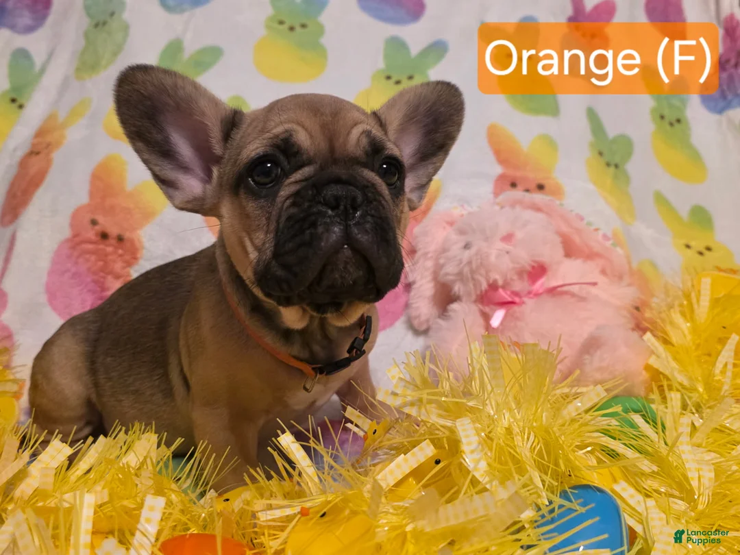 French Bulldog dogs for sale: French Bulldog Puppy 1 - Ad 1