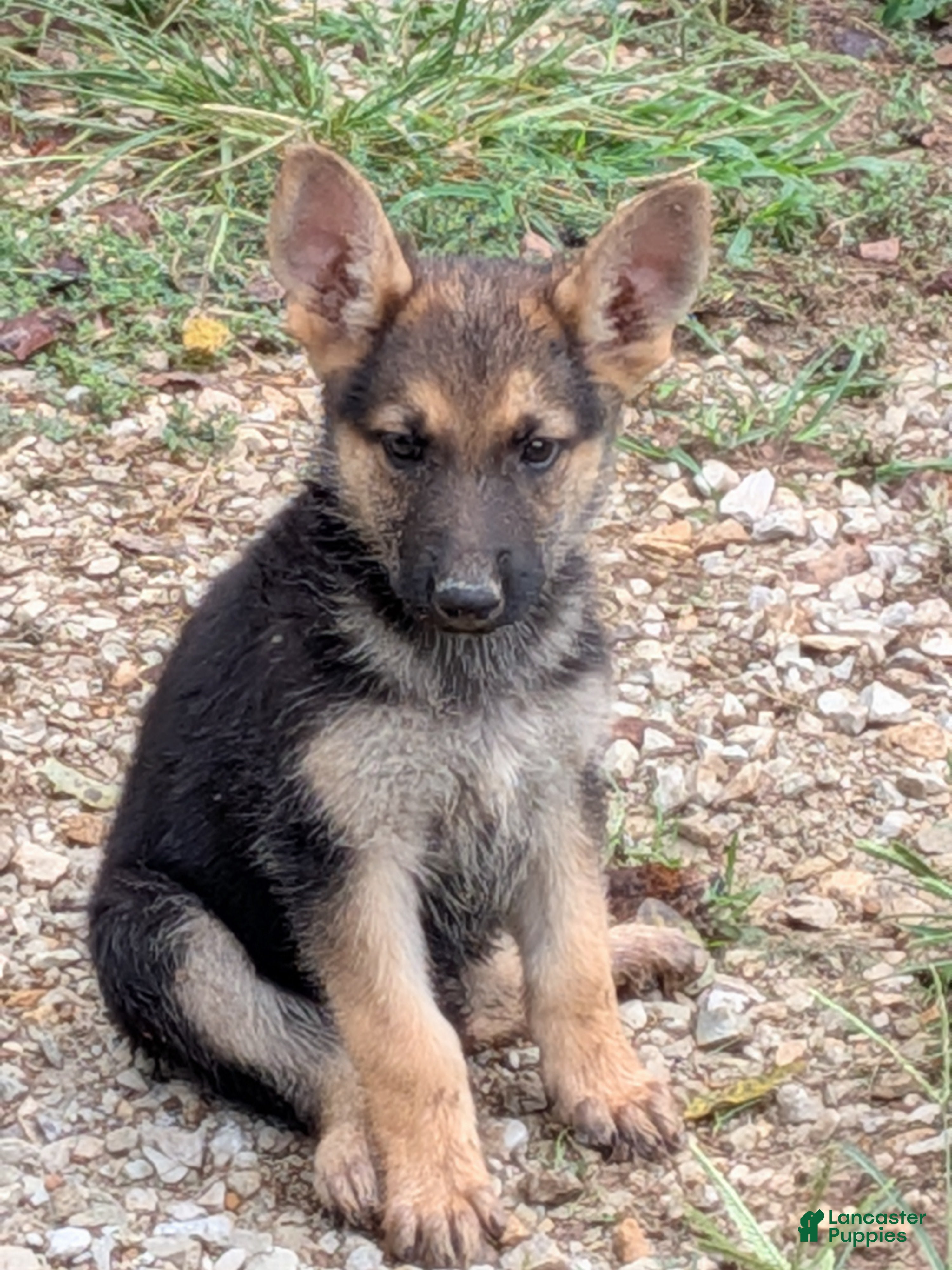 German Shepherd dogs German Shepherd 2 - Ad 1