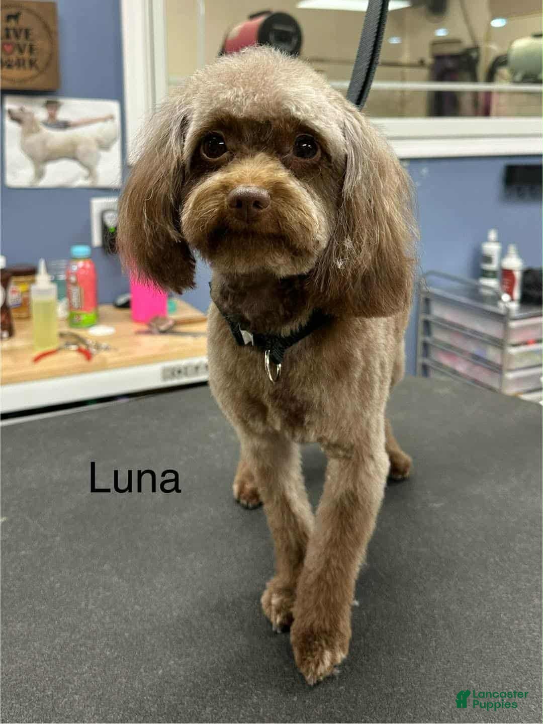 Pomapoo dogs for sale: Dahlia - Ad 4