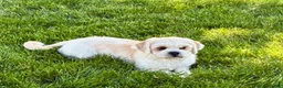 Lhasa Apso dogs for sale: Beau - Ad 4