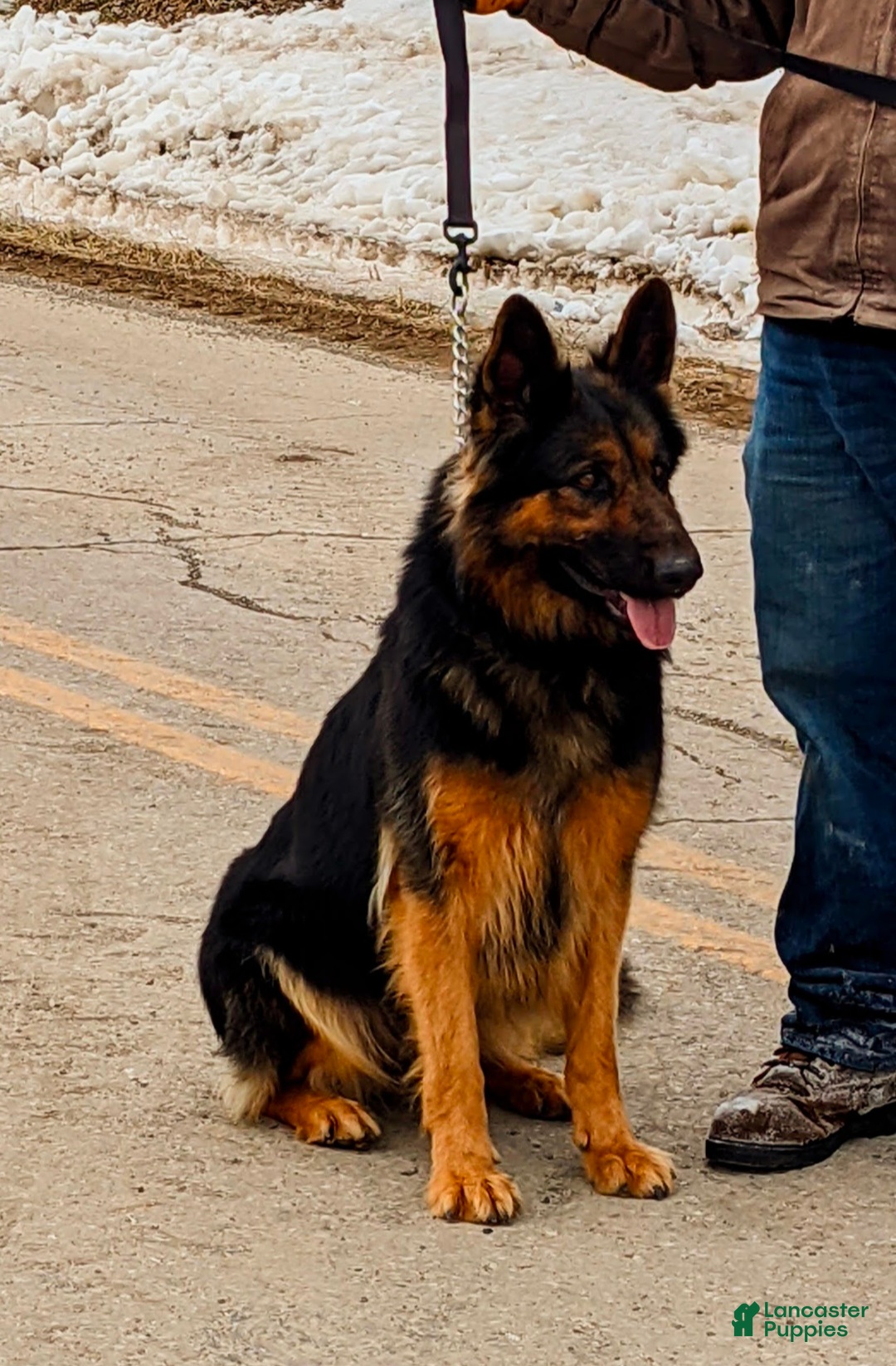 German Shepherd dogs Roxy - Ad 2