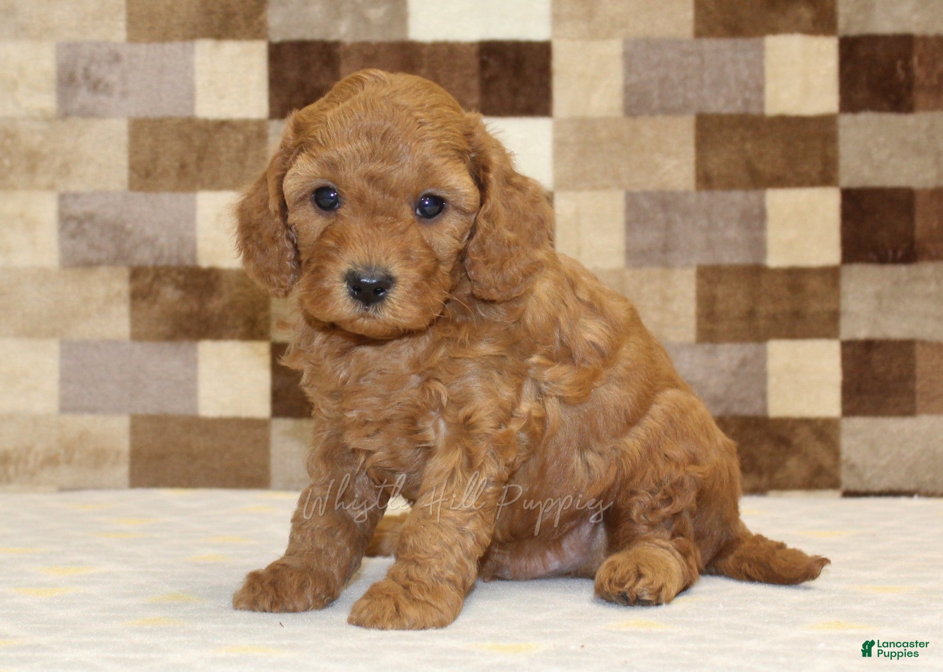 Cavapoo dogs Ollie - Ad 1