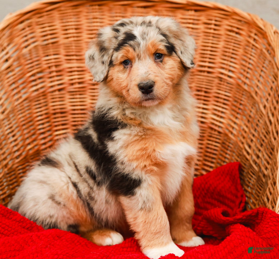 Aussiedoodle dogs for sale: Winston Standard - Ad 1