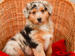 Aussiedoodle dogs Winston Standard - Ad 2