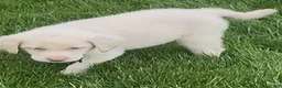 Labrador Retriever dogs for sale: Labrador Retriever Puppy 1 - Ad 7