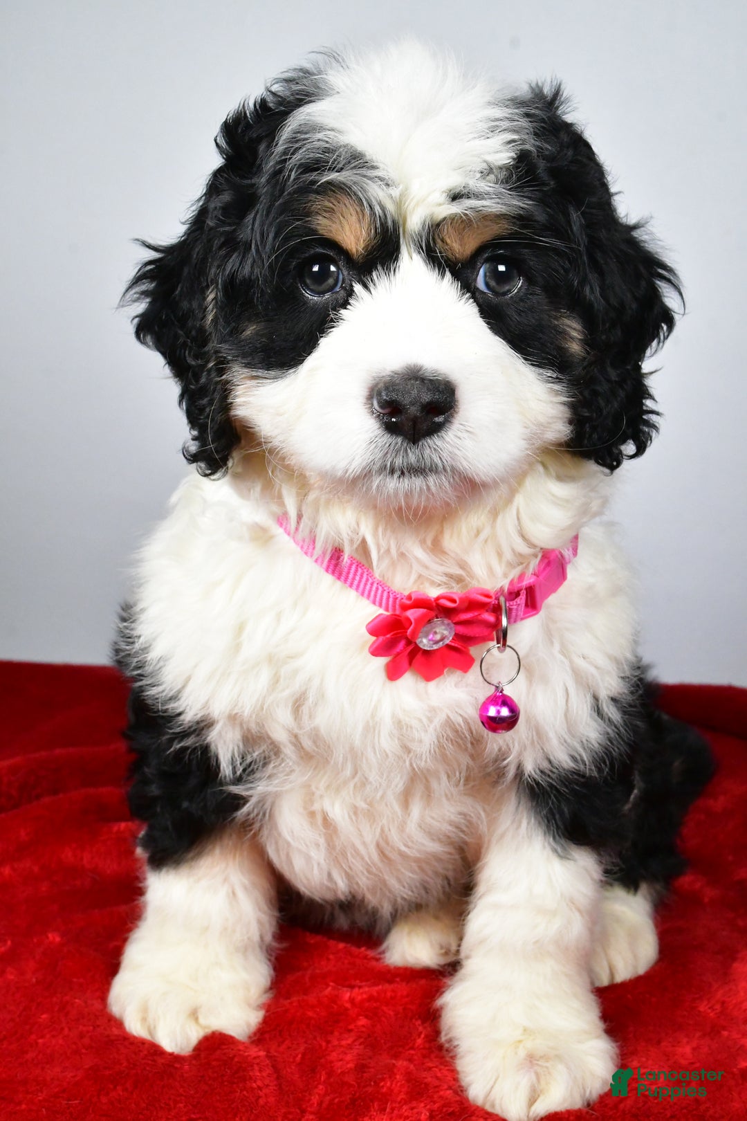 Mixed Breed dogs for sale: Carmel - Ad 8