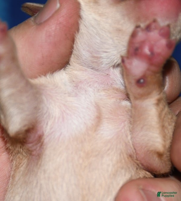 Rat Terrier dogs Molly - Ad 2