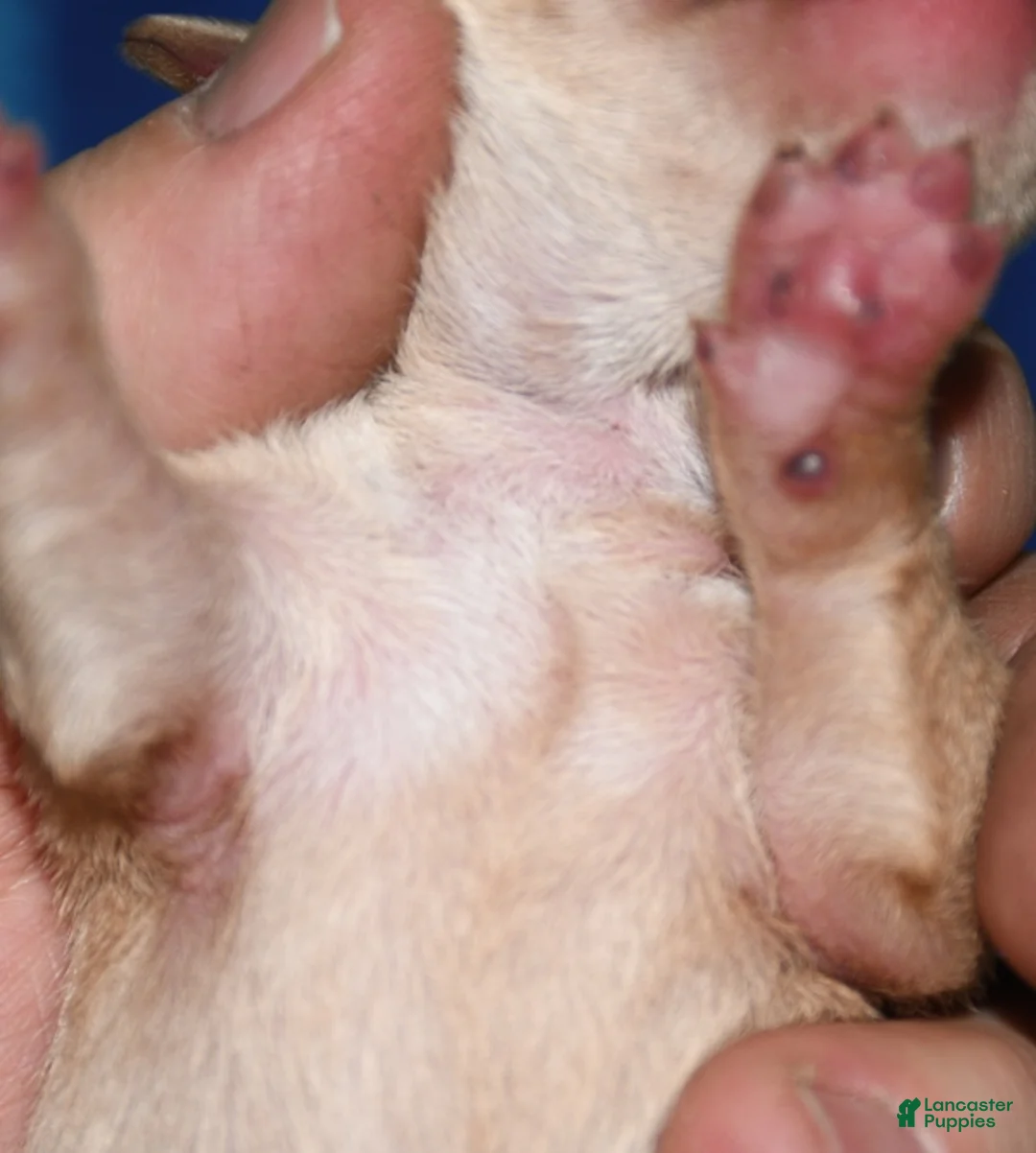 Rat Terrier dogs for sale: Molly - Ad 2