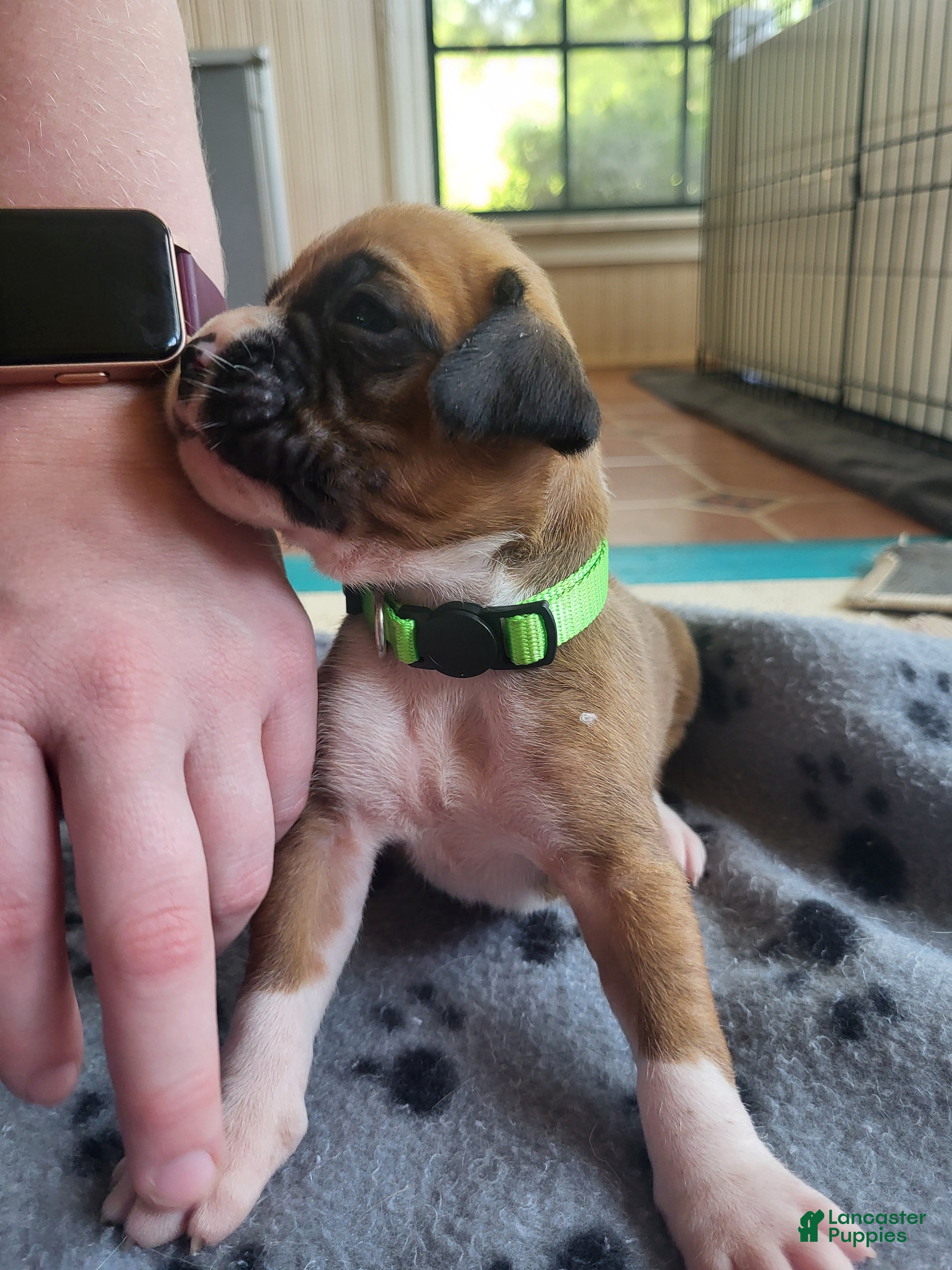 Boxer dogs Green Female - Ad 20