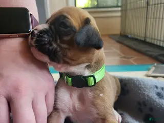 Boxer dogs Green Female - Ad 20