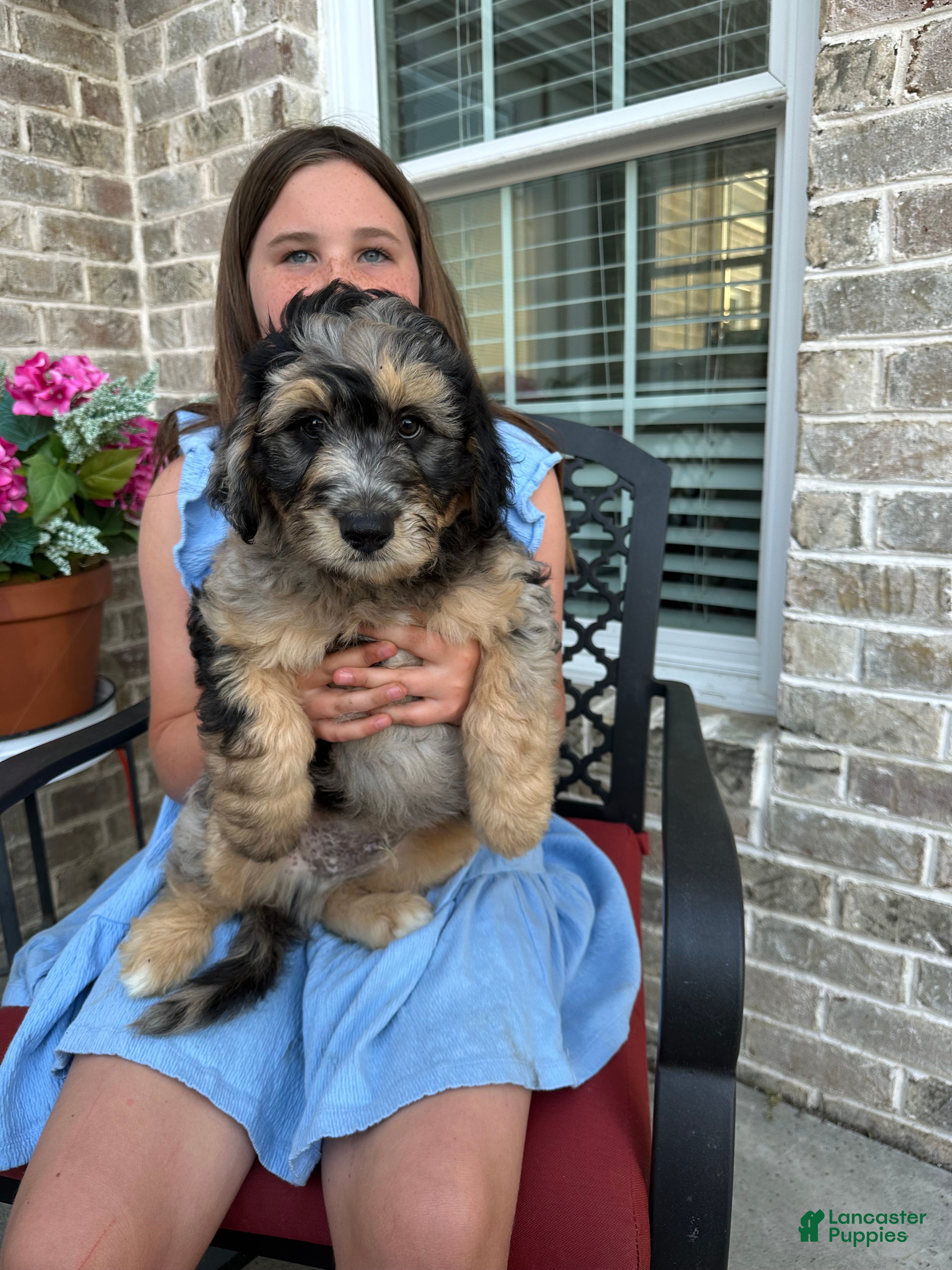 Aussiedoodle dogs Aussiedoodle Puppy 1 - Ad 31