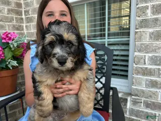 Aussiedoodle dogs Aussiedoodle Puppy 1 - Ad 31