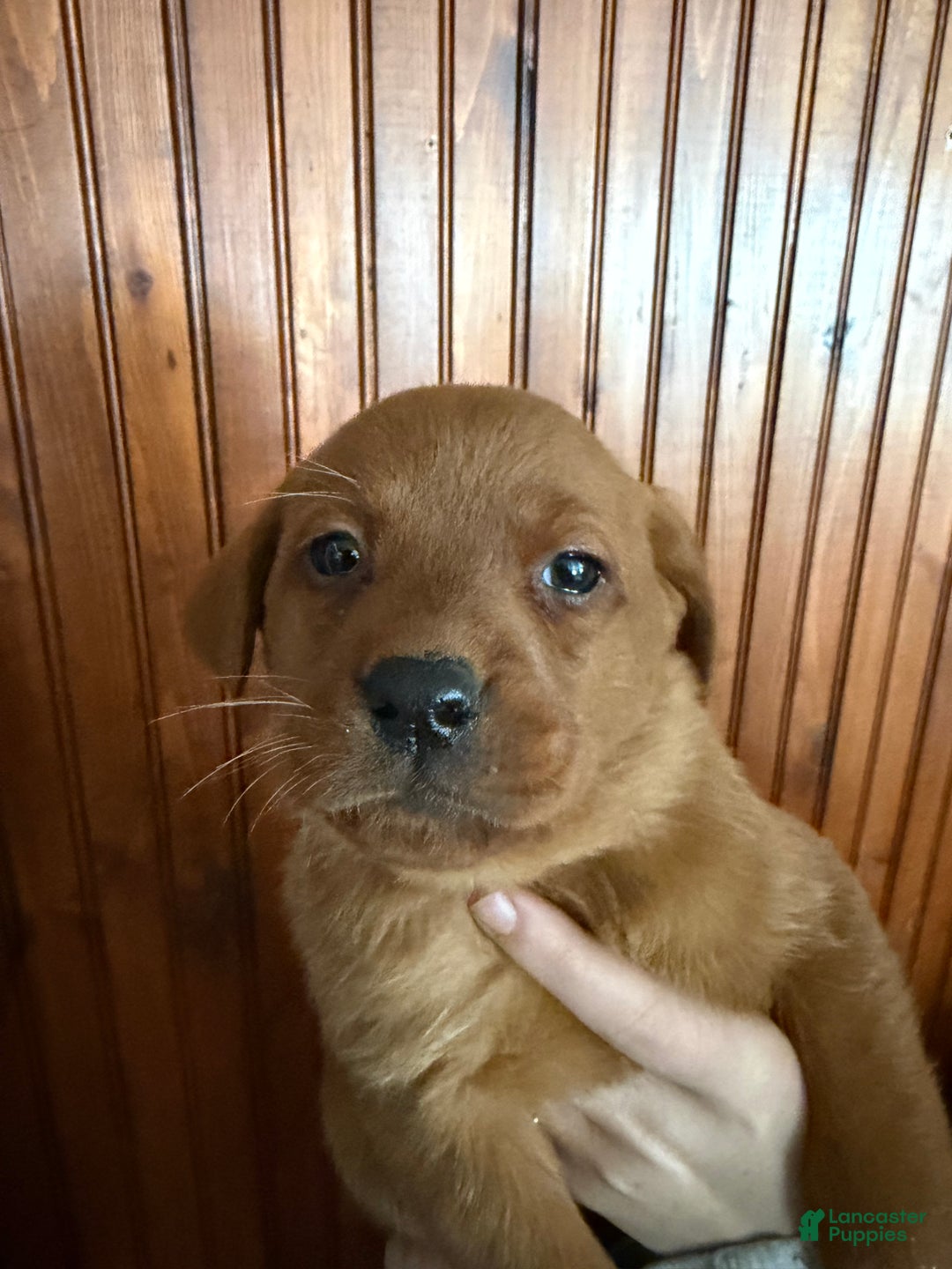 Labrador Retriever dogs for sale: Oatmeal - Ad 1