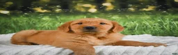 Golden Retriever dogs for sale: Jasper - Ad 3