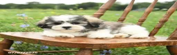 Malshi dogs for sale: Dean - Ad 8