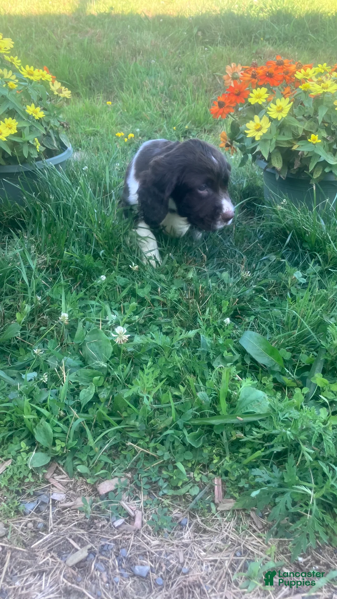 English Springer Spaniel dogs for sale: Marshmallow - Ad 1