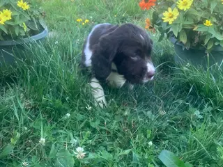 English Springer Spaniel dogs Marshmallow - Ad 35