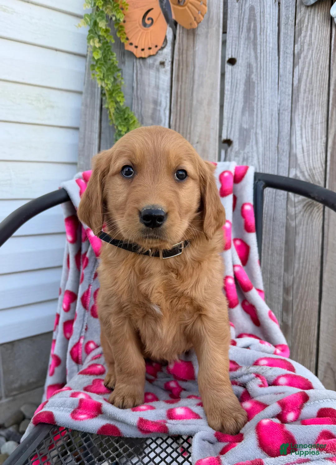 Golden Retriever dogs for sale: Andre - Ad 1