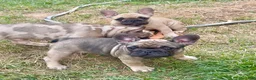 French Bulldog dogs for sale: French Bulldog 2 - Ad 3