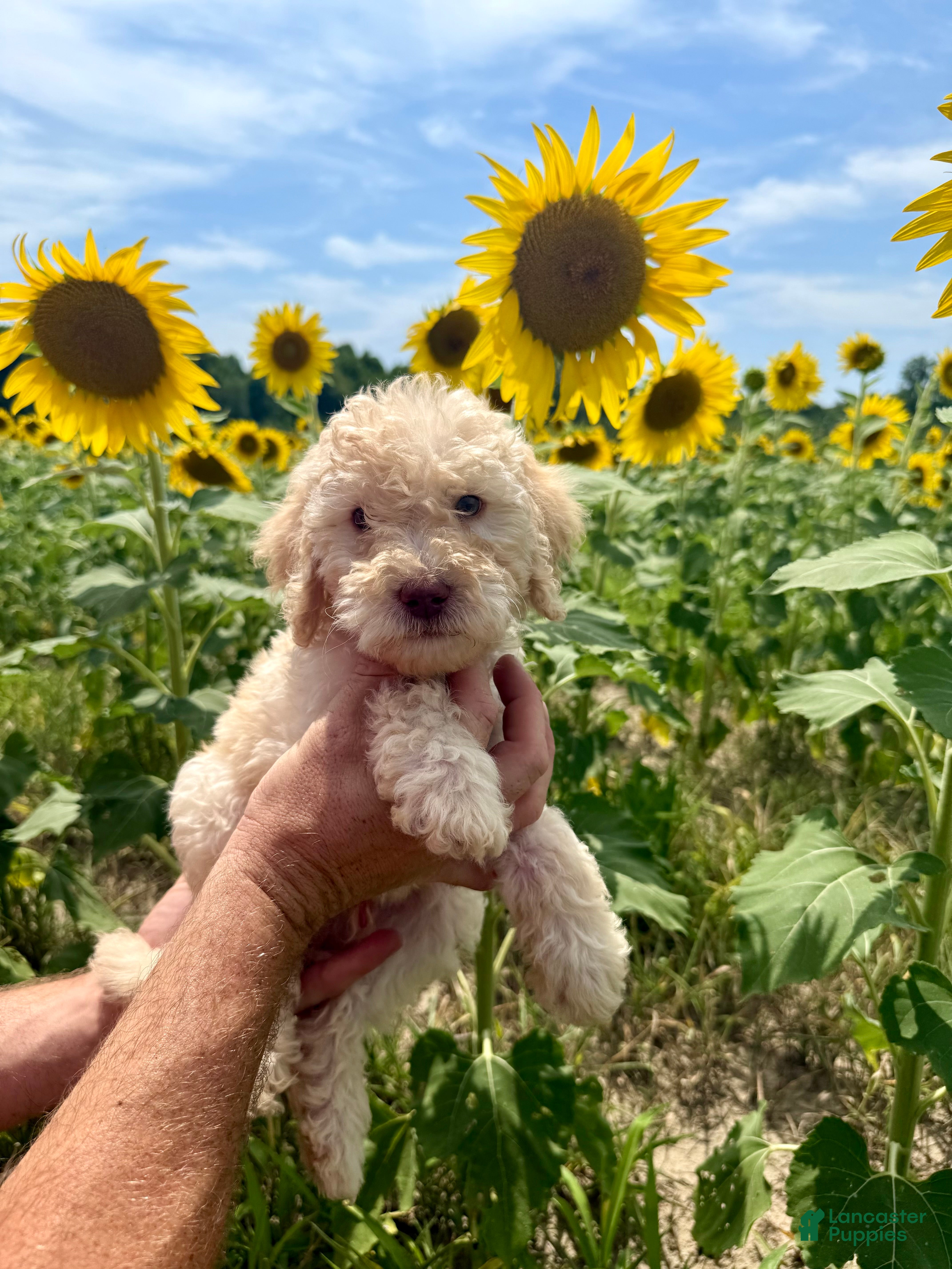 Goldendoodle dogs Miller  - Ad 1