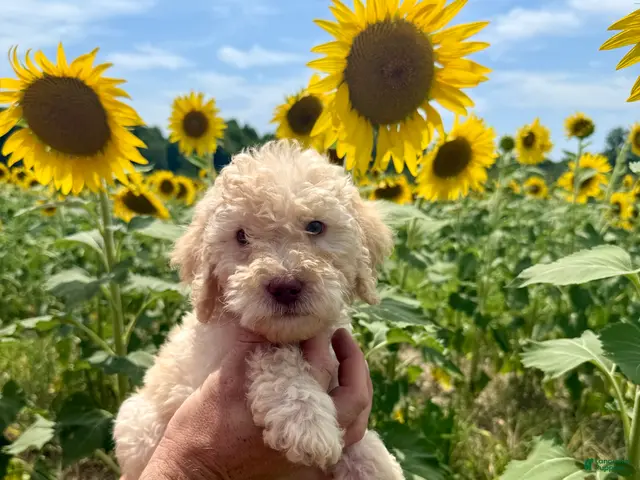 Goldendoodle dogs Miller - Ad 1