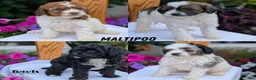 Maltipoo dogs for sale: Kylo - Ad 13
