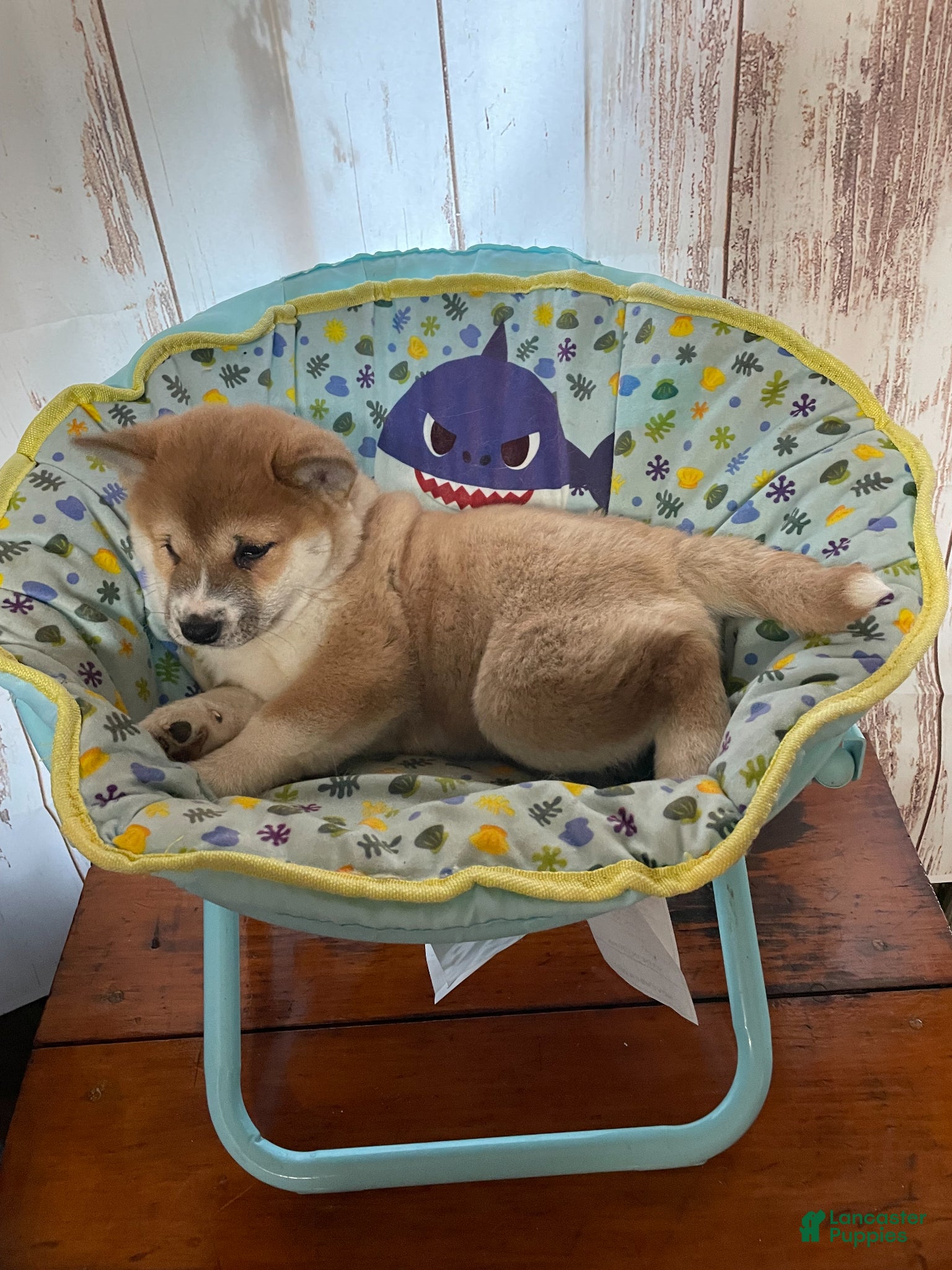 Shiba Inu dogs Big Boy - Ad 1