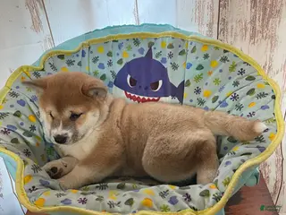 Shiba Inu dogs for sale: Big Boy - Ad 4